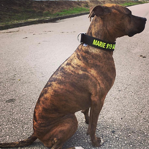 Imagem do produto Crazy About Animals Serious about DOGs 14