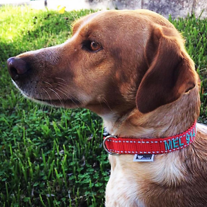 Imagem do produto Crazy About Animals Serious about DOGs 15